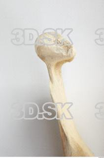 Skull Boar - Sus scrofa 0144